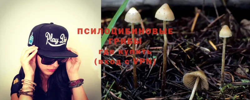 наркота  Белокуриха  Псилоцибиновые грибы Magic Shrooms 